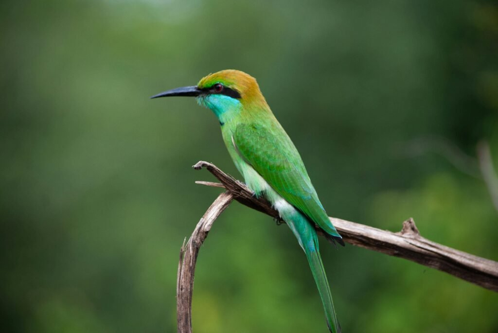 Green Bee-Eater bird perched in the wild during a birdwatching safari in Sri Lanka