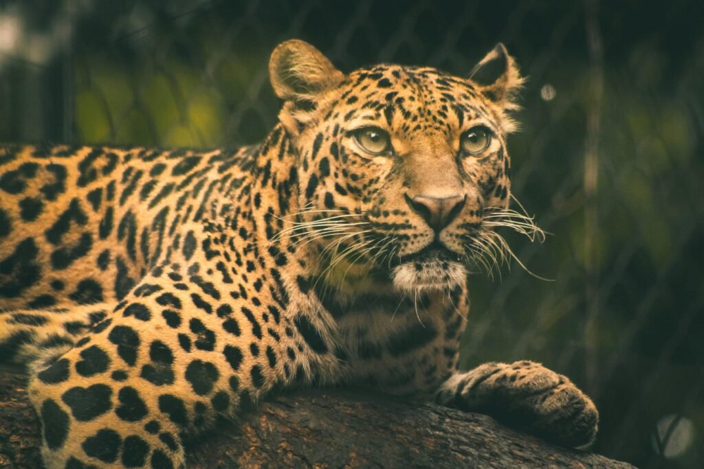 Sri Lankan leopard resting in the wild at Yala National Park