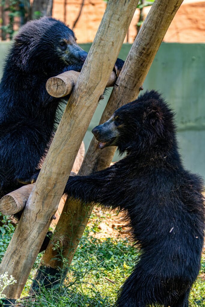 Sri Lankan sloth bears in their natural habitat during a wildlife safari in Sri Lanka