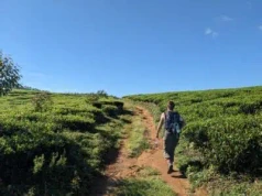 Hiker walking through lush tea plantations along Stage 22 of the Pekoe Trail between Kandapola and Pedro Estate in Sri Lanka's hill country.