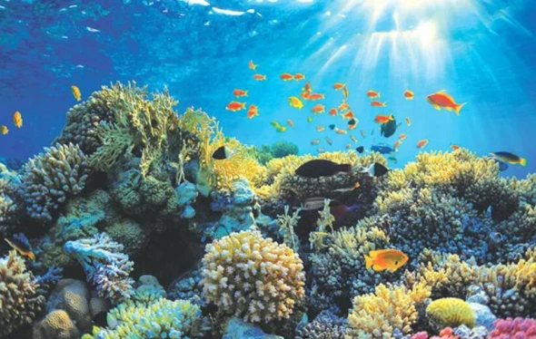 Healthy coral reef ecosystem with tropical fish at Hikkaduwa Marine National Park in Sri Lanka.
