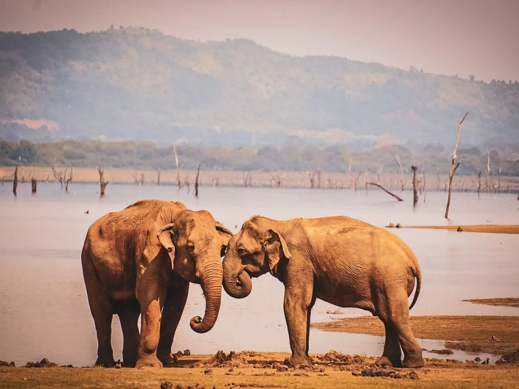 Wild elephants at Minneriya National Park during the annual Elephant Gathering in Sri Lanka
