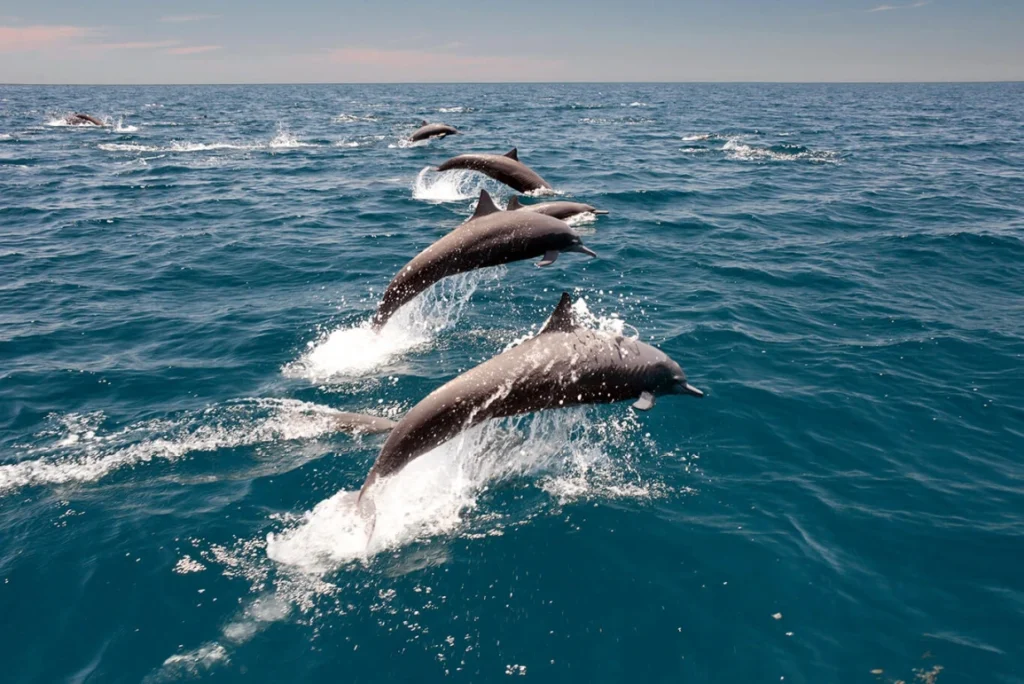 Spinner dolphins jumping in the Indian Ocean during a dolphin watching tour in Nilaveli, Sri Lanka.