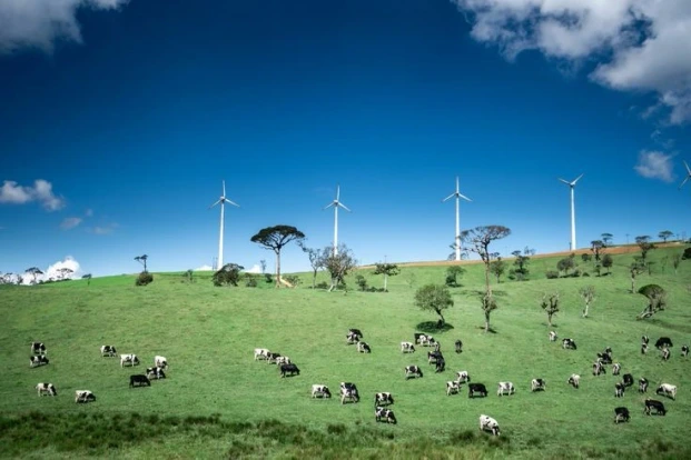 Holstein cows grazing at Ambewela Farm near Nuwara Eliya, Sri Lanka's famous dairy farm.