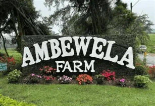 Holstein cows grazing at Ambewela Farm near Nuwara Eliya, Sri Lanka's famous dairy farm.