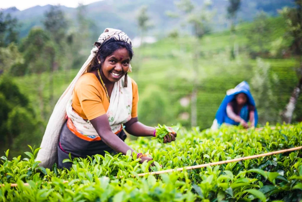 Sri Lankan tea plucker hand-picking fresh Ceylon tea leaves in the tea plantations of Nuwara Eliya.