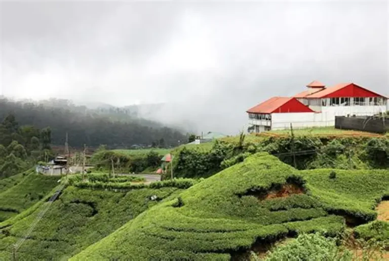 Lush green tea plantation covering misty hillsides in the Kandy highlands of Sri Lanka.