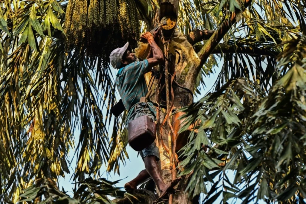 Traditional kithul tapper climbing a palm tree in Sri Lanka to collect sap used for making kithul treacle and jaggery.
